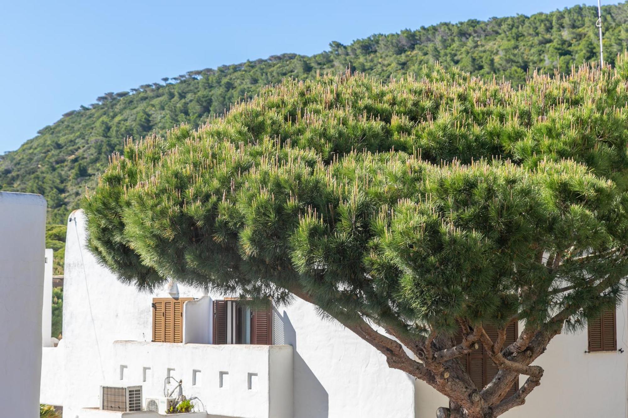 Adosado Nuevo Con Piscina, Playa, Garaje Y Jardin Los Canos De Meca Zewnętrze zdjęcie